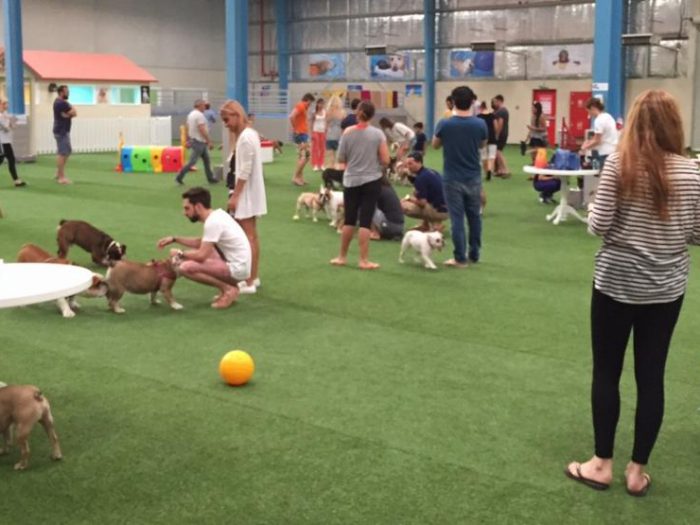Dog Park Bulls